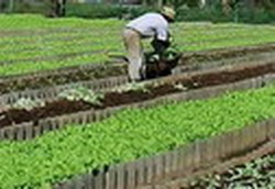 Urban agriculture boosts employment and food production